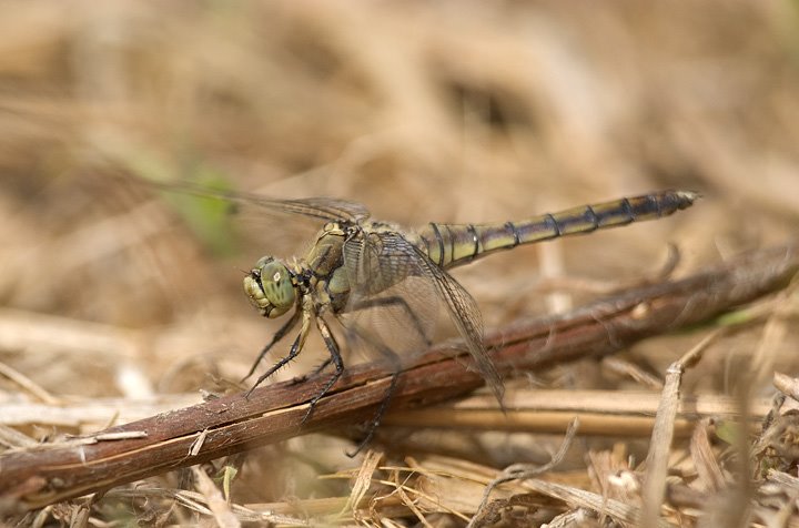 identificazione libellula